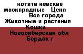 котята невские маскарадные › Цена ­ 18 000 - Все города Животные и растения » Кошки   . Новосибирская обл.,Бердск г.